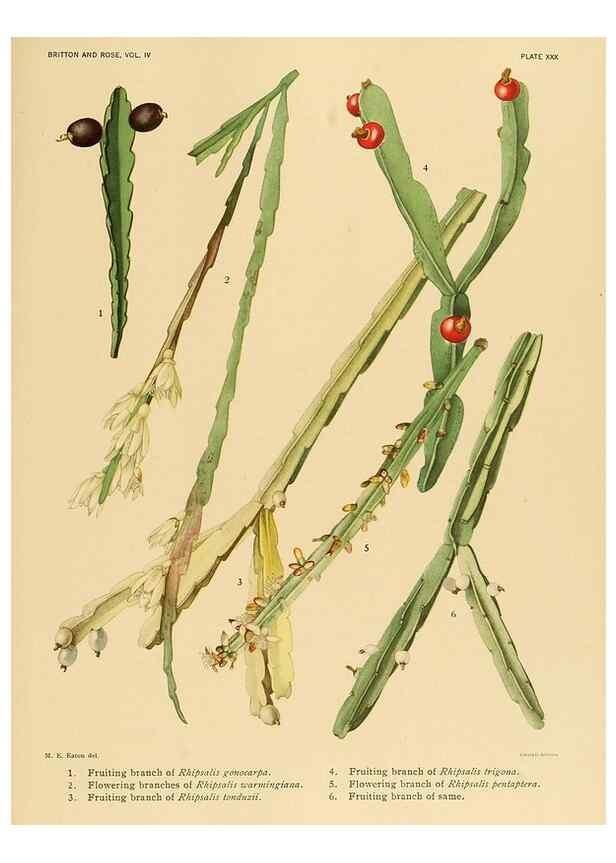Reproducción/Reproduction 8572011332: The Cactaceae :. Washington :Carnegie Institution of Washington,1919-1923.
