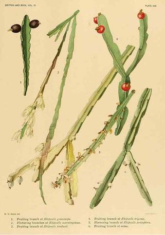Reproducción/Reproduction 8572011332: The Cactaceae :. Washington :Carnegie Institution of Washington,1919-1923.