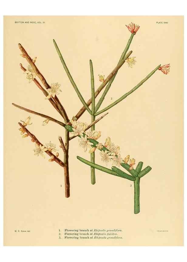 Reproducción/Reproduction 8572011632: The Cactaceae :. Washington :Carnegie Institution of Washington,1919-1923.