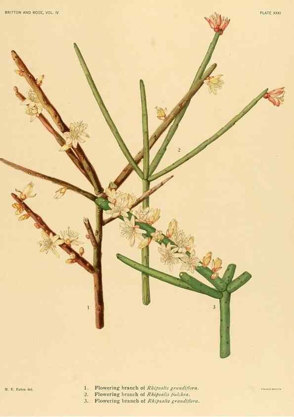 Reproducción/Reproduction 8572011632: The Cactaceae :. Washington :Carnegie Institution of Washington,1919-1923.