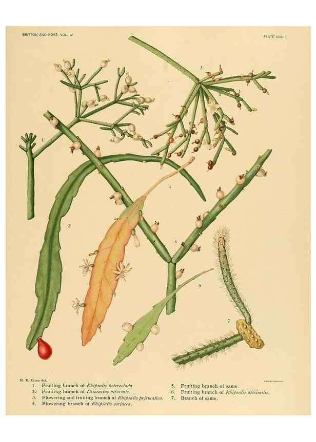 Reproducción/Reproduction 8570916823: The Cactaceae :. Washington :Carnegie Institution of Washington,1919-1923.