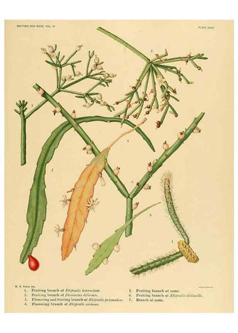 Reproducción/Reproduction 8570916823: The Cactaceae :. Washington :Carnegie Institution of Washington,1919-1923.