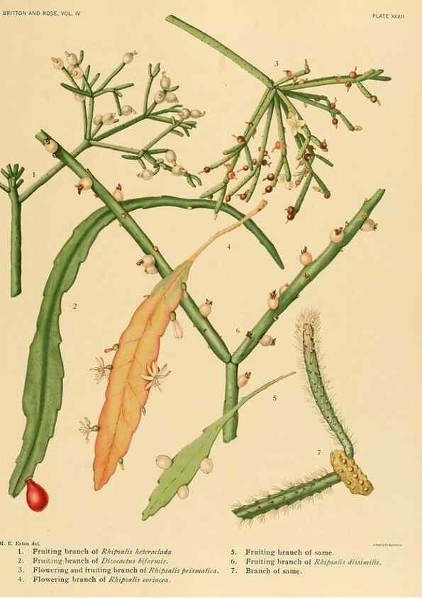 Reproducción/Reproduction 8570916823: The Cactaceae :. Washington :Carnegie Institution of Washington,1919-1923.