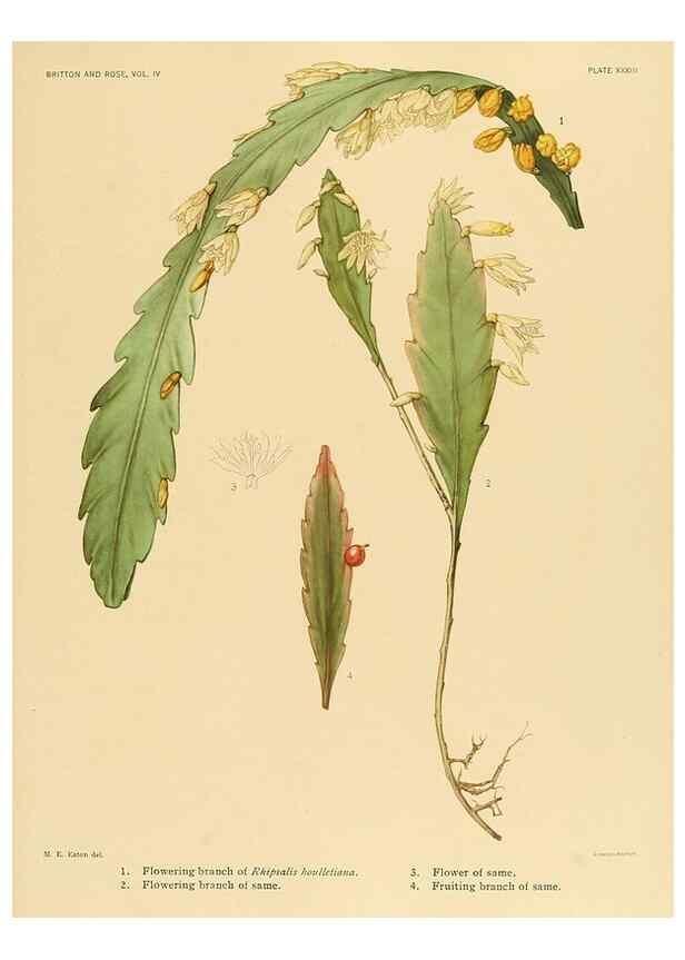 Reproducción/Reproduction 8570917077: The Cactaceae :. Washington :Carnegie Institution of Washington,1919-1923.