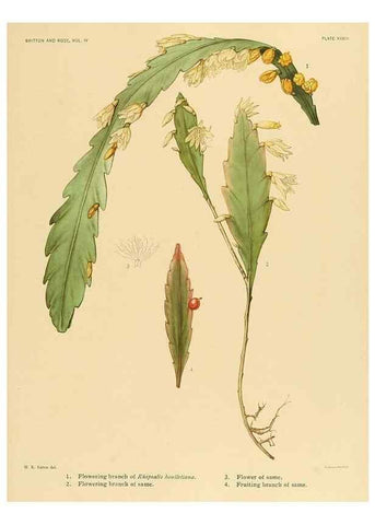 Reproducción/Reproduction 8570917077: The Cactaceae :. Washington :Carnegie Institution of Washington,1919-1923.