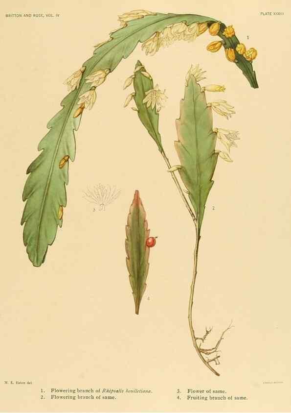 Reproducción/Reproduction 8570917077: The Cactaceae :. Washington :Carnegie Institution of Washington,1919-1923.