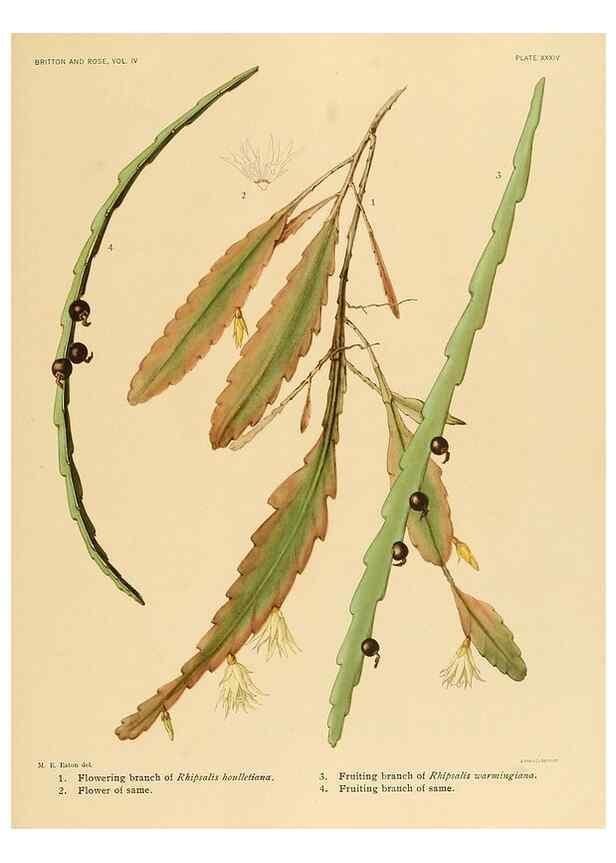 Reproducción/Reproduction 8572012624: The Cactaceae :. Washington :Carnegie Institution of Washington,1919-1923.