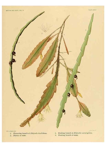 Reproducción/Reproduction 8572012624: The Cactaceae :. Washington :Carnegie Institution of Washington,1919-1923.