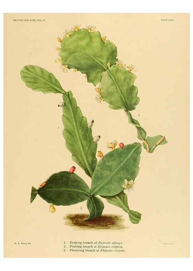Reproducción/Reproduction 8572013104: The Cactaceae :. Washington :Carnegie Institution of Washington,1919-1923.