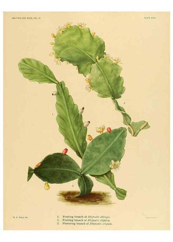 Reproducción/Reproduction 8572013104: The Cactaceae :. Washington :Carnegie Institution of Washington,1919-1923.