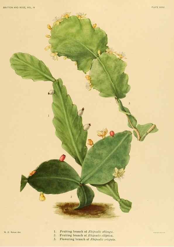 Reproducción/Reproduction 8572013104: The Cactaceae :. Washington :Carnegie Institution of Washington,1919-1923.
