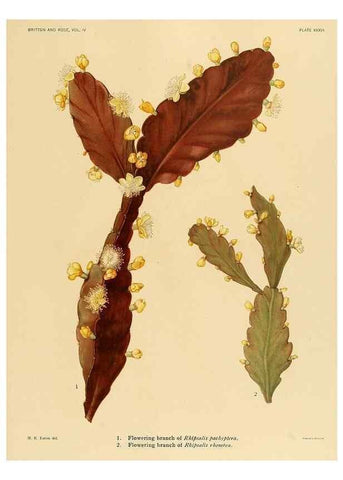 Reproducción/Reproduction 8570918237: The Cactaceae :. Washington :Carnegie Institution of Washington,1919-1923.
