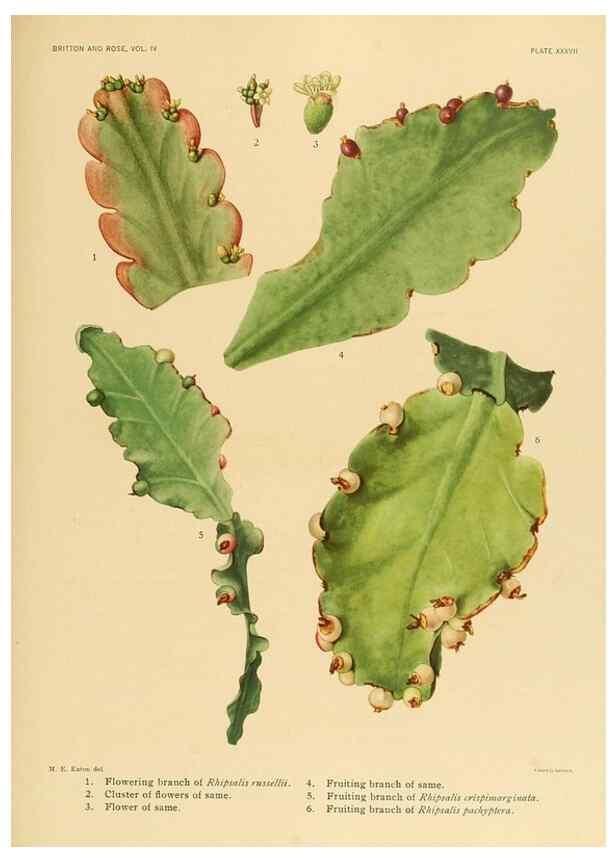 Reproducción/Reproduction 8572013728: The Cactaceae :. Washington :Carnegie Institution of Washington,1919-1923.