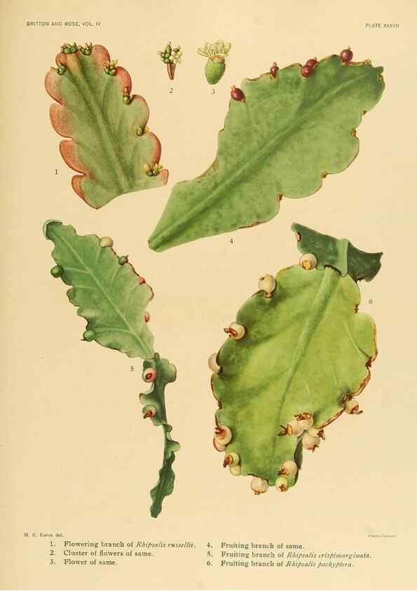 Reproducción/Reproduction 8572013728: The Cactaceae :. Washington :Carnegie Institution of Washington,1919-1923.