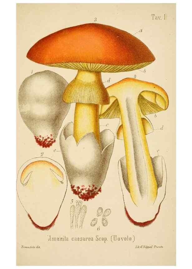 Reproducción/Reproduction 8573769909: I funghi mangerecci e velenosi dell'Europa media,. Trento,G. Zippel,1906.