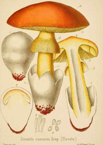 Reproducción/Reproduction 8573769909: I funghi mangerecci e velenosi dell'Europa media,. Trento,G. Zippel,1906.
