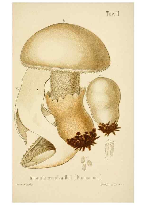 Reproducción/Reproduction 8574864160: I funghi mangerecci e velenosi dell'Europa media,. Trento,G. Zippel,1906.