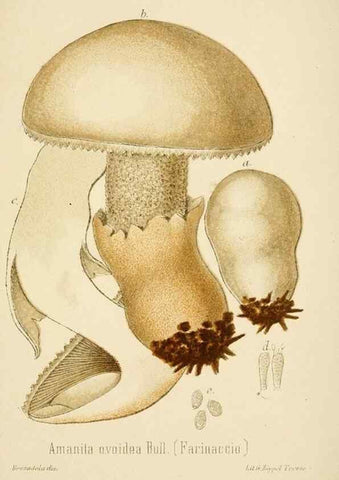 Reproducción/Reproduction 8574864160: I funghi mangerecci e velenosi dell'Europa media,. Trento,G. Zippel,1906.