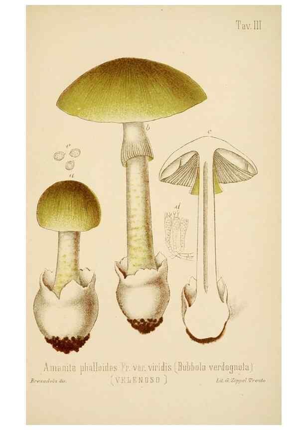 Reproducción/Reproduction 8574864620: I funghi mangerecci e velenosi dell'Europa media,. Trento,G. Zippel,1906.