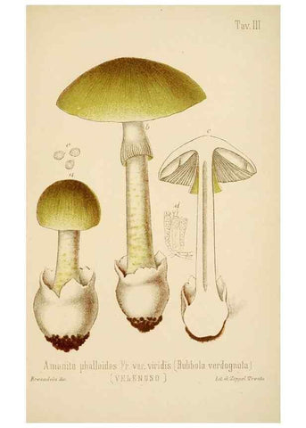Reproducción/Reproduction 8574864620: I funghi mangerecci e velenosi dell'Europa media,. Trento,G. Zippel,1906.