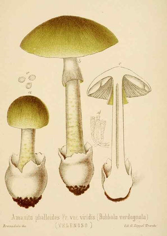 Reproducción/Reproduction 8574864620: I funghi mangerecci e velenosi dell'Europa media,. Trento,G. Zippel,1906.
