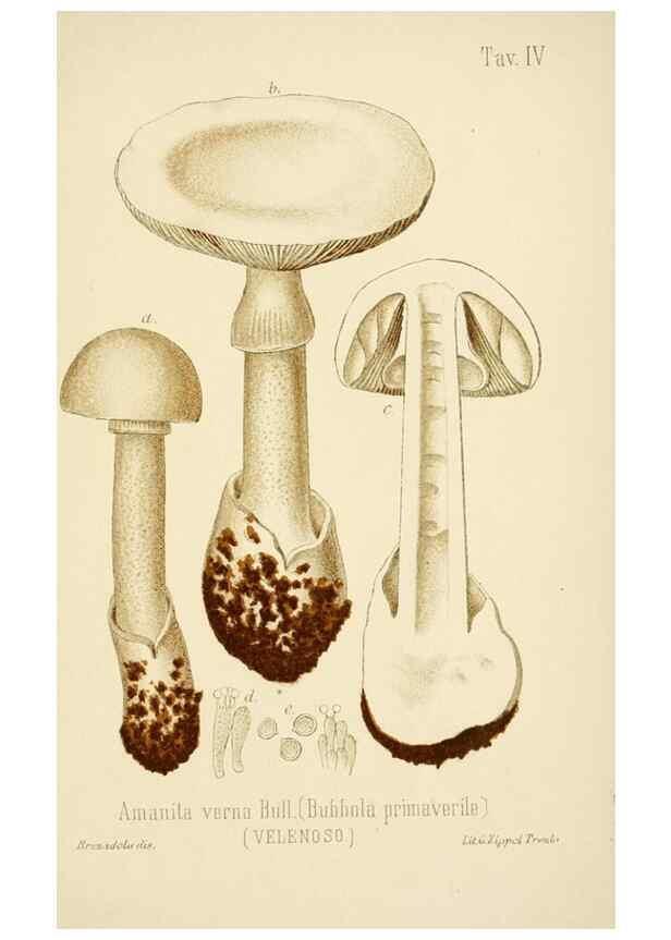 Reproducción/Reproduction 8573771057: I funghi mangerecci e velenosi dell'Europa media,. Trento,G. Zippel,1906.