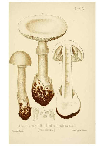 Reproducción/Reproduction 8573771057: I funghi mangerecci e velenosi dell'Europa media,. Trento,G. Zippel,1906.