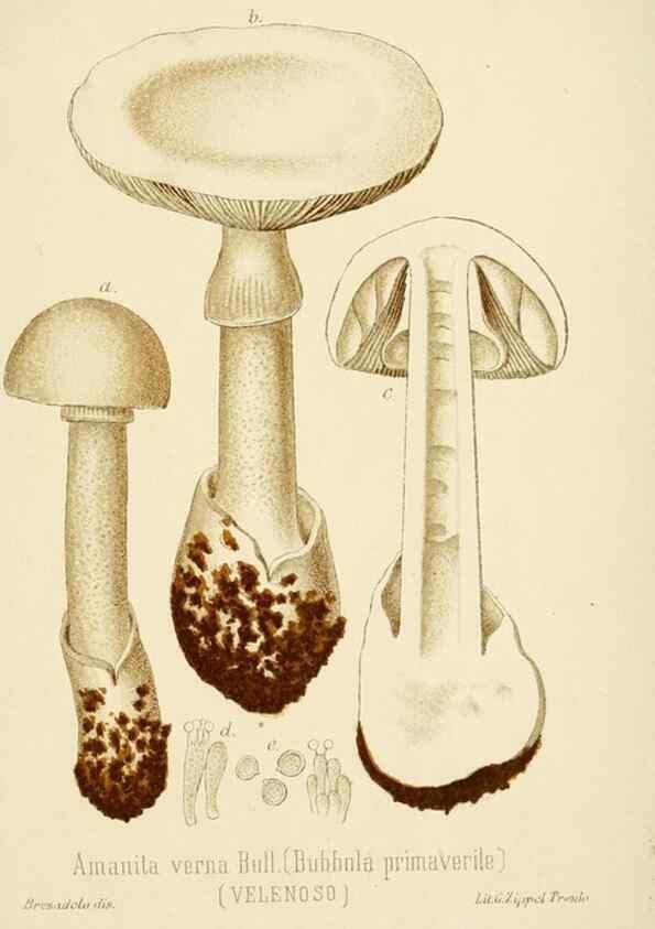Reproducción/Reproduction 8573771057: I funghi mangerecci e velenosi dell'Europa media,. Trento,G. Zippel,1906.