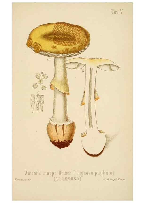 Reproducción/Reproduction 8573771311: I funghi mangerecci e velenosi dell'Europa media,. Trento,G. Zippel,1906.
