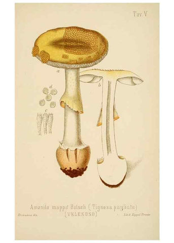 Reproducción/Reproduction 8573771311: I funghi mangerecci e velenosi dell'Europa media,. Trento,G. Zippel,1906.