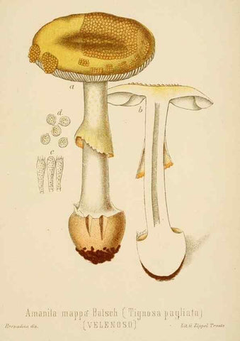 Reproducción/Reproduction 8573771311: I funghi mangerecci e velenosi dell'Europa media,. Trento,G. Zippel,1906.