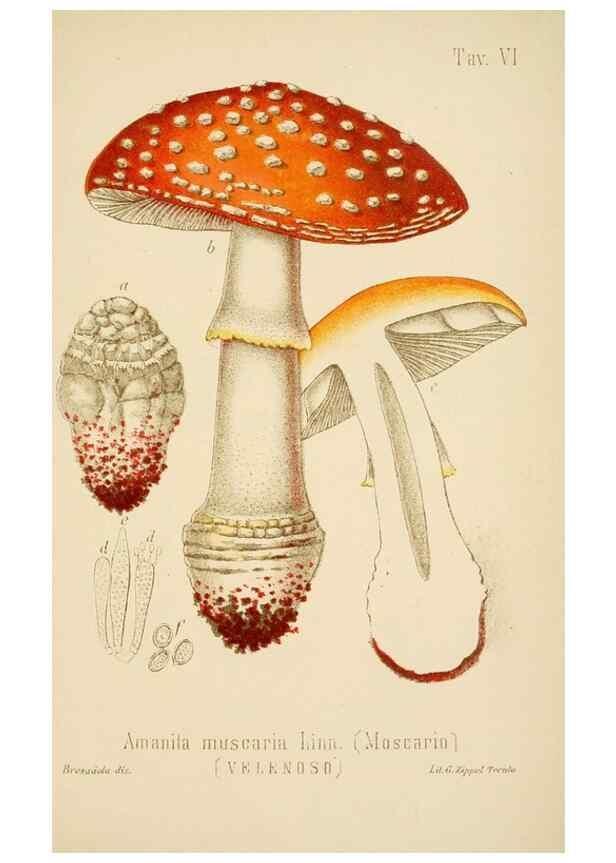 Reproducción/Reproduction 8574865458: I funghi mangerecci e velenosi dell'Europa media,. Trento,G. Zippel,1906.