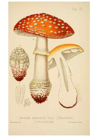 Reproducción/Reproduction 8574865458: I funghi mangerecci e velenosi dell'Europa media,. Trento,G. Zippel,1906.