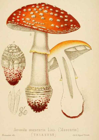 Reproducción/Reproduction 8574865458: I funghi mangerecci e velenosi dell'Europa media,. Trento,G. Zippel,1906.