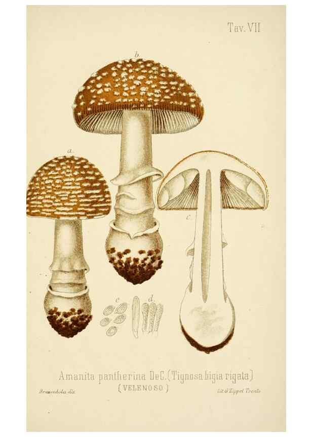 Reproducción/Reproduction 8573771843: I funghi mangerecci e velenosi dell'Europa media,. Trento,G. Zippel,1906.