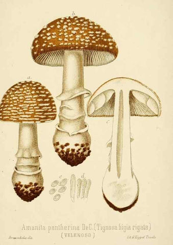Reproducción/Reproduction 8573771843: I funghi mangerecci e velenosi dell'Europa media,. Trento,G. Zippel,1906.