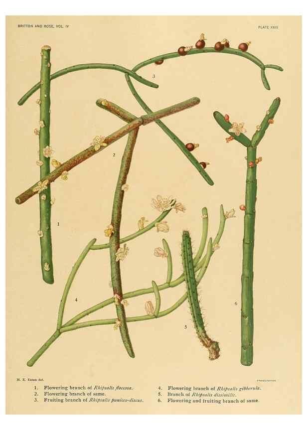 Reproducción/Reproduction 8570915871: The Cactaceae :. Washington :Carnegie Institution of Washington,1919-1923.