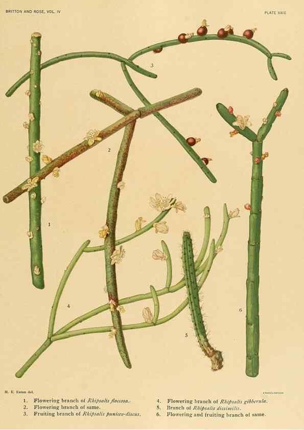 Reproducción/Reproduction 8570915871: The Cactaceae :. Washington :Carnegie Institution of Washington,1919-1923.