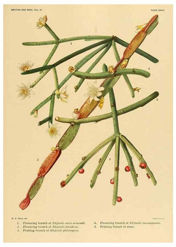 Reproducción/Reproduction 8572010656: The Cactaceae :. Washington :Carnegie Institution of Washington,1919-1923.
