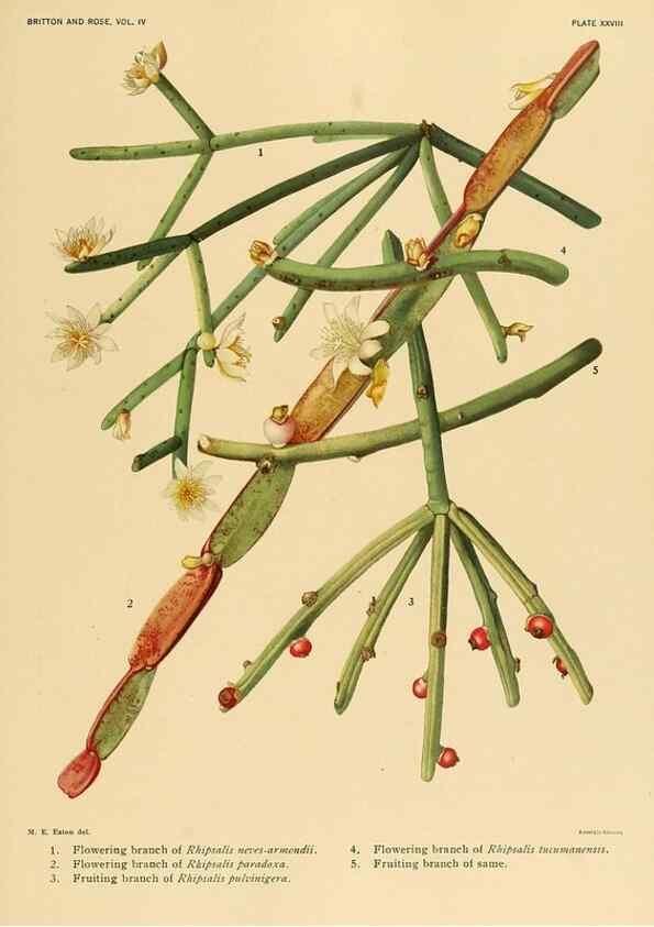 Reproducción/Reproduction 8572010656: The Cactaceae :. Washington :Carnegie Institution of Washington,1919-1923.