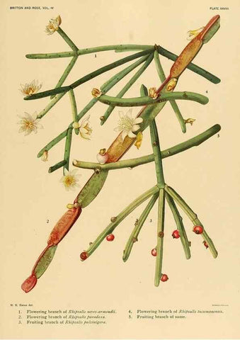 Reproducción/Reproduction 8572010656: The Cactaceae :. Washington :Carnegie Institution of Washington,1919-1923.