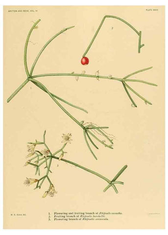 Reproducción/Reproduction 8570915259: The Cactaceae :. Washington :Carnegie Institution of Washington,1919-1923.
