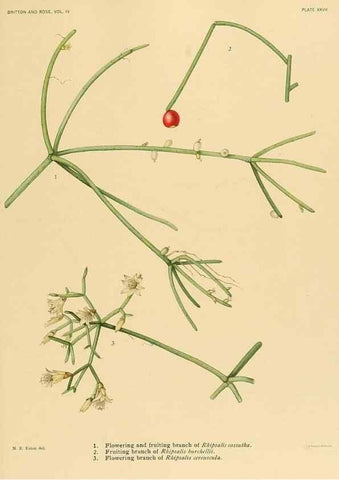 Reproducción/Reproduction 8570915259: The Cactaceae :. Washington :Carnegie Institution of Washington,1919-1923.
