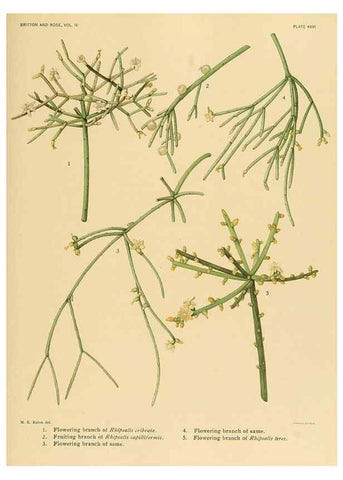 Reproducción/Reproduction 8572010080: The Cactaceae :. Washington :Carnegie Institution of Washington,1919-1923.