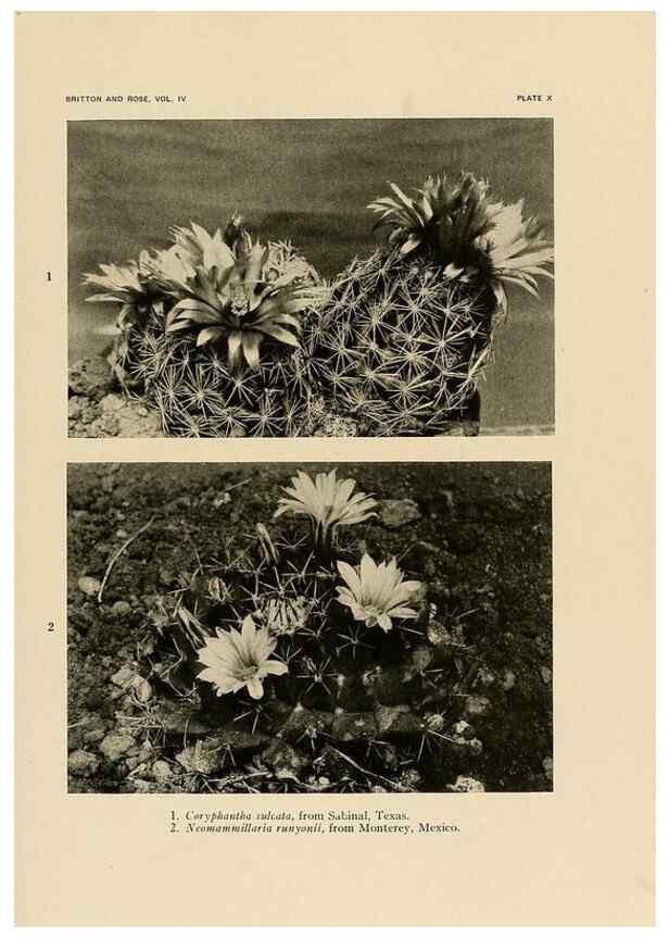 Reproducción/Reproduction 8570907523: The Cactaceae :. Washington :Carnegie Institution of Washington,1919-1923.