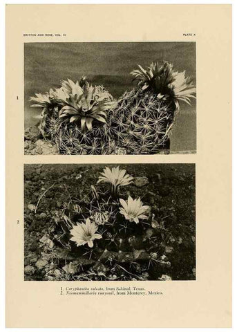 Reproducción/Reproduction 8570907523: The Cactaceae :. Washington :Carnegie Institution of Washington,1919-1923.
