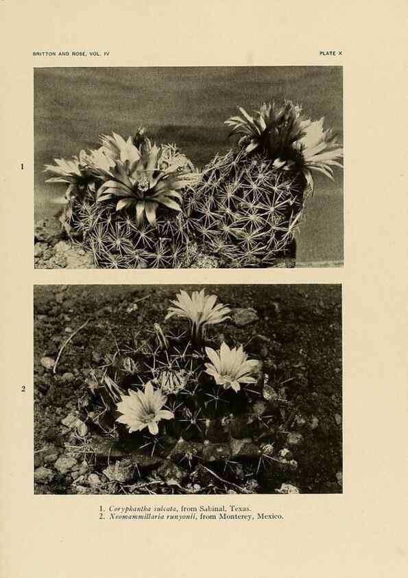 Reproducción/Reproduction 8570907523: The Cactaceae :. Washington :Carnegie Institution of Washington,1919-1923.
