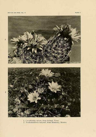 Reproducción/Reproduction 8570907523: The Cactaceae :. Washington :Carnegie Institution of Washington,1919-1923.
