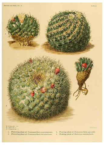 Reproducción/Reproduction 8570908189: The Cactaceae :. Washington :Carnegie Institution of Washington,1919-1923.
