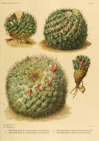 Reproducción/Reproduction 8570908189: The Cactaceae :. Washington :Carnegie Institution of Washington,1919-1923.
